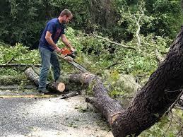 Trusted South Pittsburg, TN Tree Care Experts