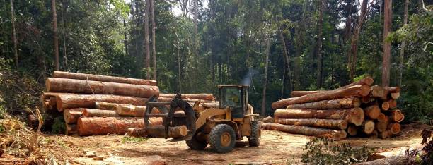 How Our Tree Care Process Works  in  South Pittsburg, TN