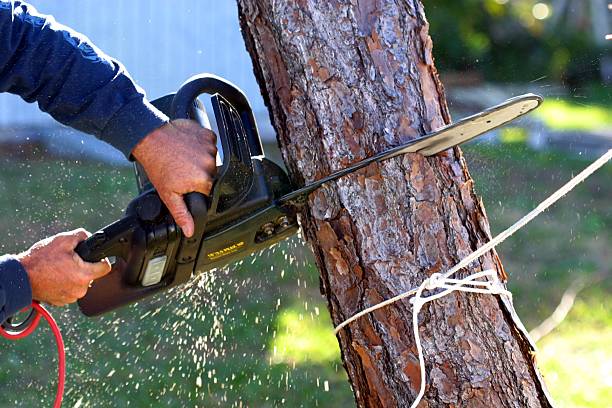Lawn Pest Prevention in South Pittsburg, TN